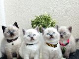 British shorthair Bluepoint Bebekler