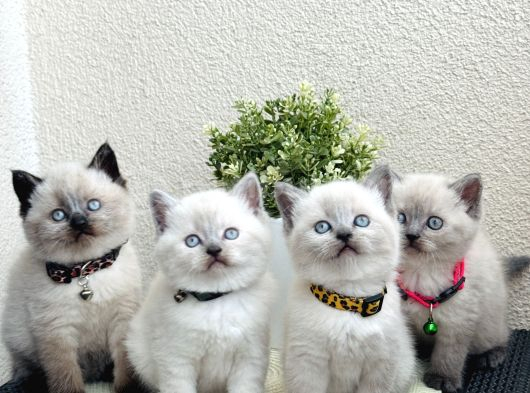 British Shorthair Bluepoint Bebekler