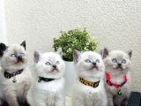 British Shorthair Bluepoint Bebekler
