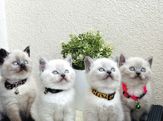 British Shorthair Bluepoint Bebekler görsel