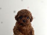 Teacup Cep boy Poodle