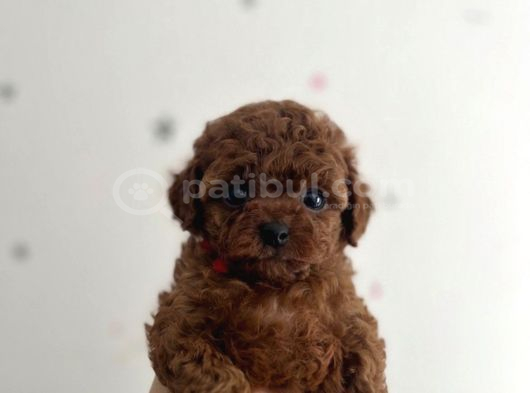 Teacup Cep Boy Poodle