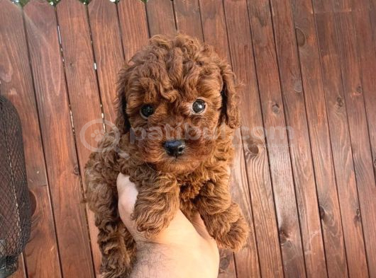 Kore Dark Brown Eğitimli Yavrular görsel