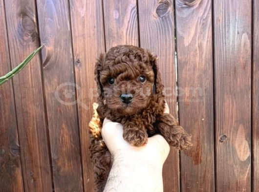 Kore Dark Brown Eğitimli Yavrular görsel