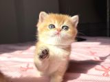 Bri̇ti̇sh Shorthai̇r Ve Longhai̇r Bebekler
