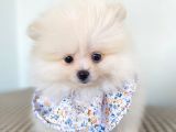 Pomeranian Boo Dişi