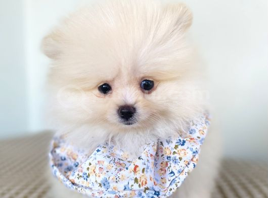 Pomeranian Boo Dişi görsel