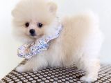 Pomeranian Boo Dişi