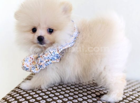 Pomeranian Boo Dişi görsel