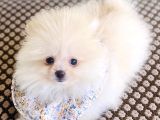 Pomeranian Boo Dişi