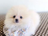 Pomeranian Boo dişi