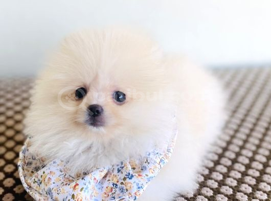 Pomeranian Boo Dişi