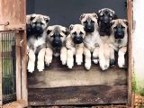 Kangal Yur Dışı Yurt İçi Her Yere Gönderim Yapıyoruz