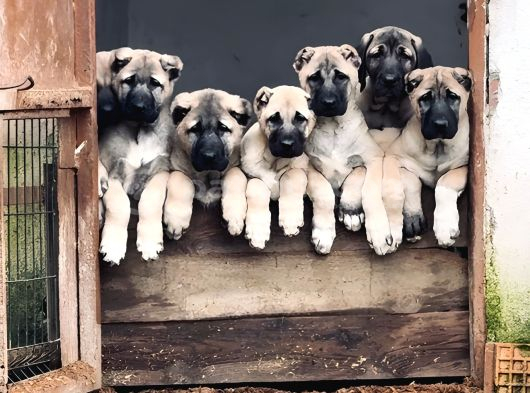 Kangal Yur Dışı Yurt İçi Her Yere Gönderim Yapıyoruz görsel