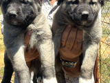 Kangal Yur Dışı Yurt İçi Her Yere Gönderim Yapıyoruz
