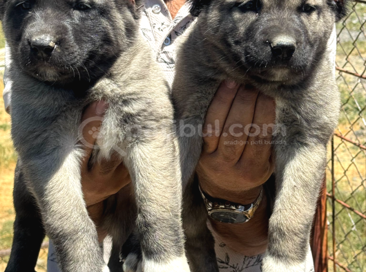 Kangal Yur Dışı Yurt İçi Her Yere Gönderim Yapıyoruz görsel