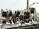 Kangal Yur Dışı Yurt İçi Her Yere Gönderim Yapıyoruz