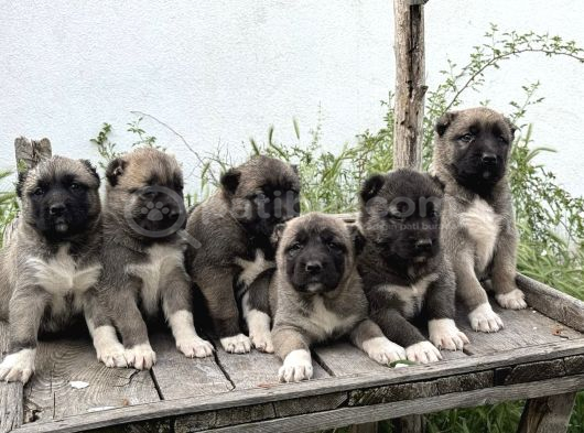 Kangal Yur Dışı Yurt İçi Her Yere Gönderim Yapıyoruz görsel