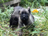Kangal Yur dışı yurt İçi her yere gönderim yapıyoruz