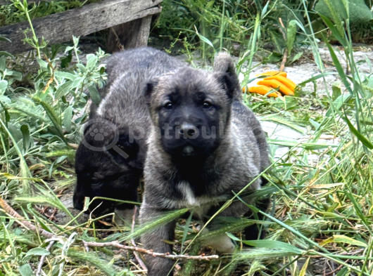 Kangal Yur dışı yurt İçi her yere gönderim yapıyoruz
