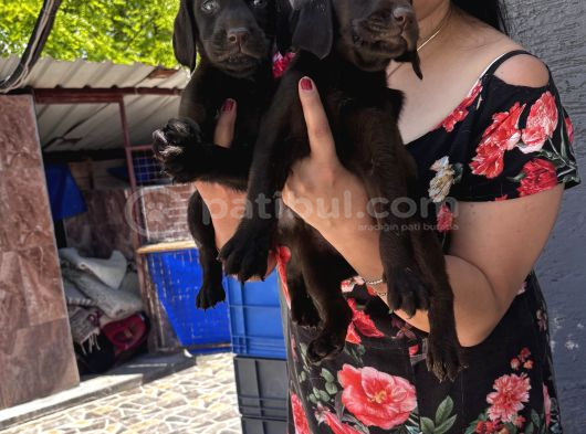 Çikolata Labrador Yavrularım görsel