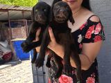Çikolata labrador yavrularım
