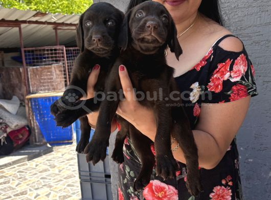Çikolata labrador yavrularım