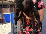 Çikolata Labrador Yavrularım