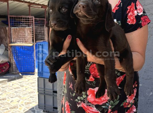 Çikolata Labrador Yavrularım görsel