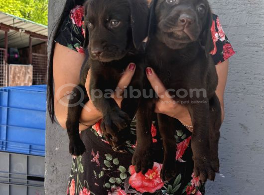 Çikolata Labrador Yavrularım görsel