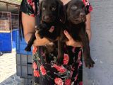 Çikolata Labrador Yavrularım