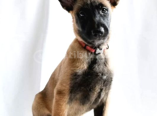Avrupadan Gelen Safkan Orjinal Malinoisler