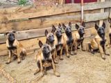 Avrupadan Gelen Safkan Orjinal Malinoisler