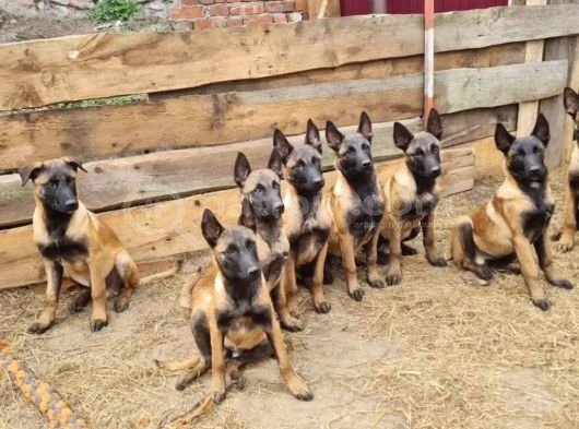 Avrupadan Gelen Safkan Orjinal Malinoisler görsel