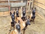 Avrupadan Gelen Safkan Orjinal Malinoisler