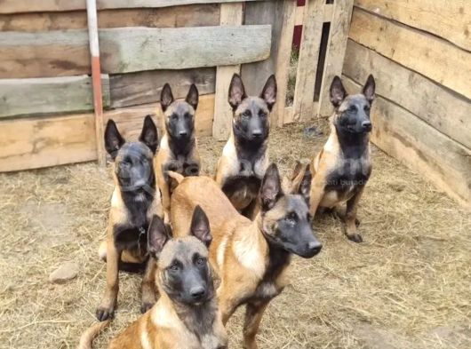 Avrupadan Gelen Safkan Orjinal Malinoisler görsel