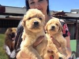 Baby Face Golden Retriever Yavrularım