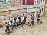 Avrupadan Gelen Safkan Orjinal Malinoisler