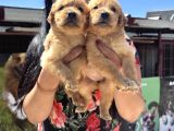 Baby Face Golden Retriever Yavrularım
