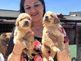 Baby Face Golden Retriever Yavrularım