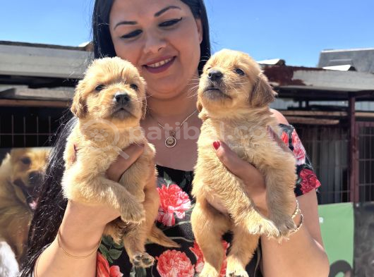 Baby Face Golden Retriever Yavrularım görsel