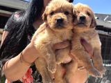 Baby Face Golden Retriever Yavrularım