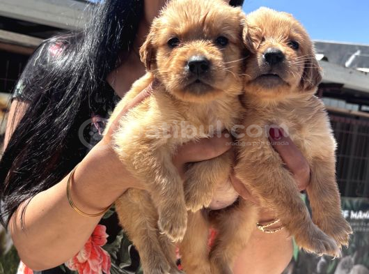 Baby Face Golden Retriever Yavrularım görsel