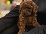 Red Brown Toy Poodle yavrular Yeni Yuvalarını Bekliyor