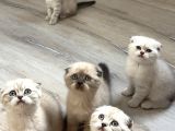 Vonalp Pet Garantisiyle Efsane Güzelli̇kte Scotti̇sh Fold