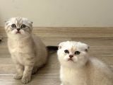 Vonalp Pet Garantisiyle Efsane Güzelli̇kte Scotti̇sh Fold