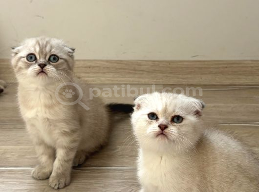 Vonalp Pet Garantisiyle Efsane Güzelli̇kte Scotti̇sh Fold görsel