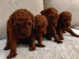 Toy Poodle Yavrularimiz Hazir