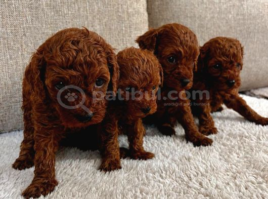 Toy Poodle Yavrularimiz Hazir görsel