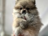 Pomeranian Bebekler Için Iletişime Geçebilirsiniz